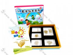 幼儿教学益智动植物标本图2