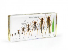简介：