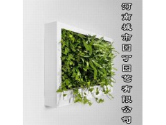 城市园丁郑州垂直植物墙制作-河南城市园丁园艺有限公司图2