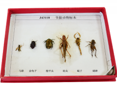节肢动物标本