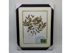 河南弘霖教学标本厂 直销教学用 实木精装植物腊叶标本图2