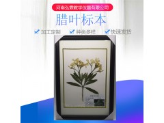 源头好货自然大植物腊叶标本 生物标本精装中草药腊叶标本图2