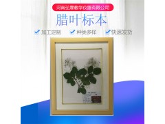 源头好货自然大植物腊叶标本 生物标本精装中草药腊叶标本图3