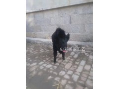 仿真野猪主题展览模型图2