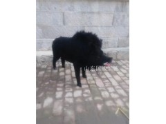 仿真野猪主题展览模型图3