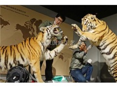 仿真东北虎主题展览模型图3
