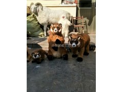 仿真红熊猫模型仿真小熊猫标本图2
