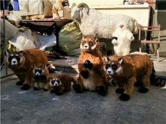 仿真红熊猫模型仿真小熊猫标本图3