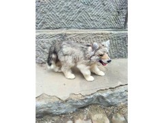 仿真狼展览模型仿真狼标本图2