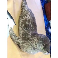 人工植毛仿真海豹标本主题展览斑海豹模型