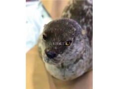 人工植毛仿真海豹标本主题展览斑海豹模型图2