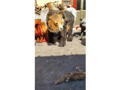 仿真棕熊生态展厅布景展示灰熊模型图2