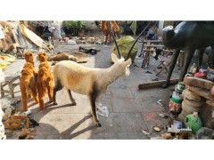 仿真藏羚羊生态展厅布景教学仿真羚羊模型图2