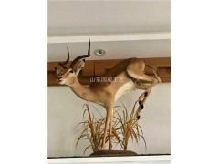 仿真藏羚羊生态展厅布景教学仿真羚羊模型图3