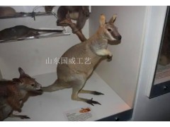仿真袋鼠生态展厅布景展览仿真袋鼠模型图3