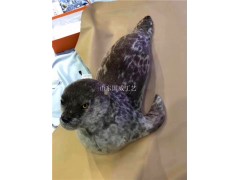 仿真海豹生态展厅布景设计仿真海豹模型图2