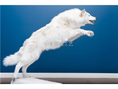 仿真灰狼生态展厅设计科教仿真灰狼模型图2