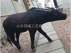 仿真水牛生态展厅设计植毛仿真水牛标本图2