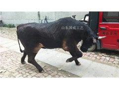 仿真水牛生态展厅设计植毛仿真水牛标本图3