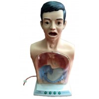益联医学带警示透明洗胃机制模型 洗胃操作培训模拟人